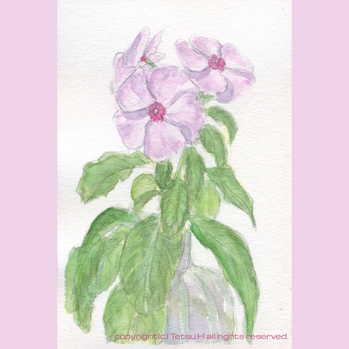 ニチニチソウ10」2019年作 #植物画 #透明水彩 #スケッチ #日日草