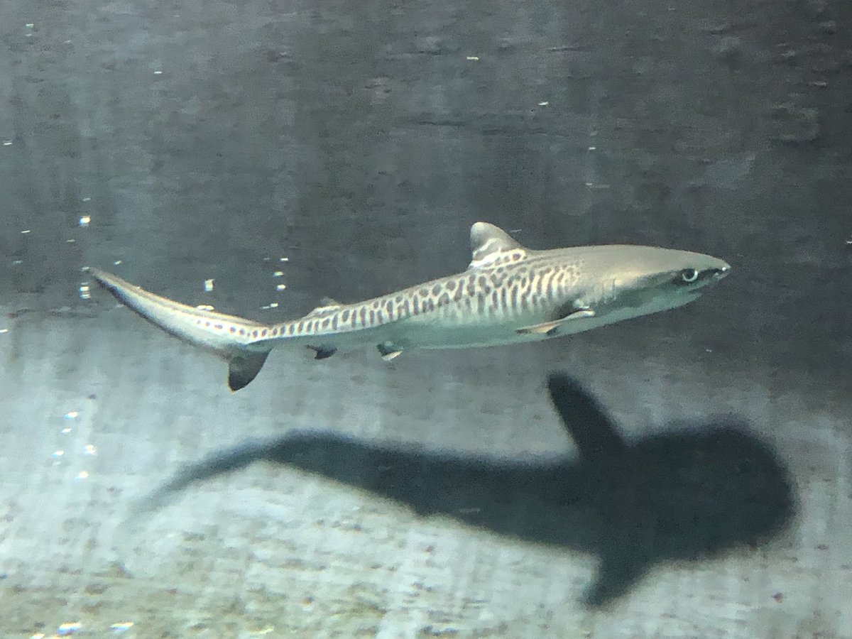 イタチザメの子ども 英名Tiger Shark。大きくなれば7mを越す凶暴な性格