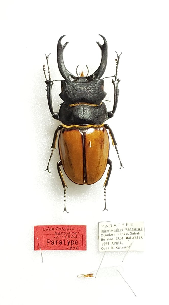 Odontolabis katsurai 67.0㎜ カツラツヤクワガタ ボルネオ北部 産