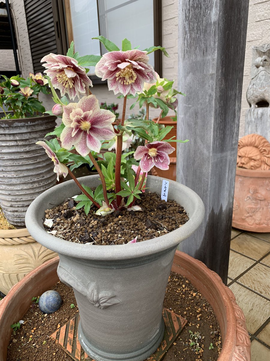 クリスマスローズ ソレイユ takanen 様ご依頼品②認定ソレイユ 広瀬