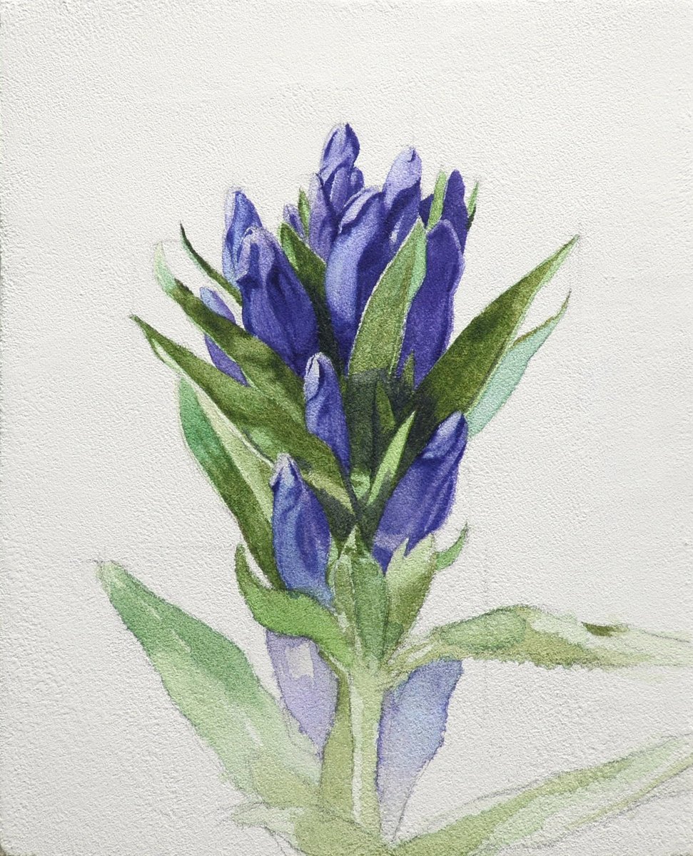 竜胆(リンドウ)を透明水彩で描いた制作動画をYouTubeにアップしました