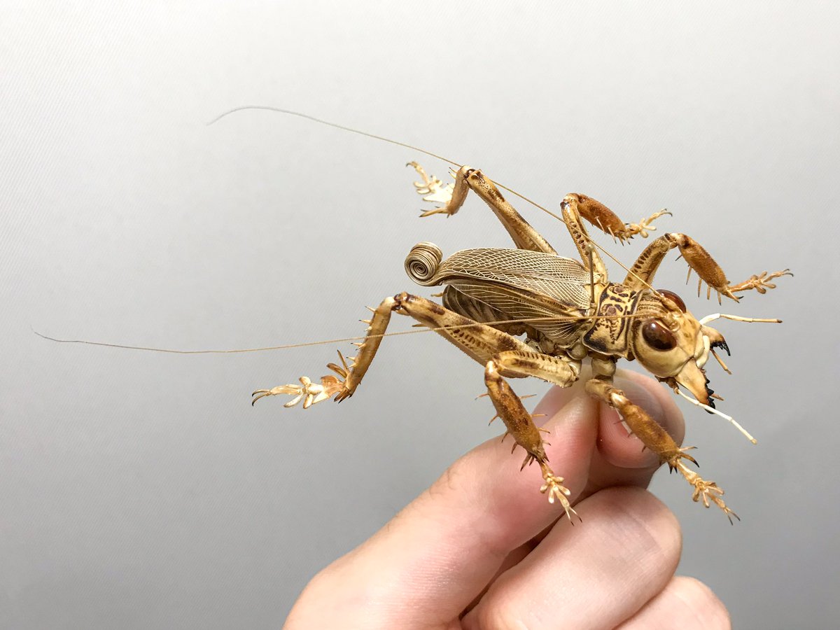 マキバネコロギス Schizodactylus monstrosus 進化の過程で何が起き