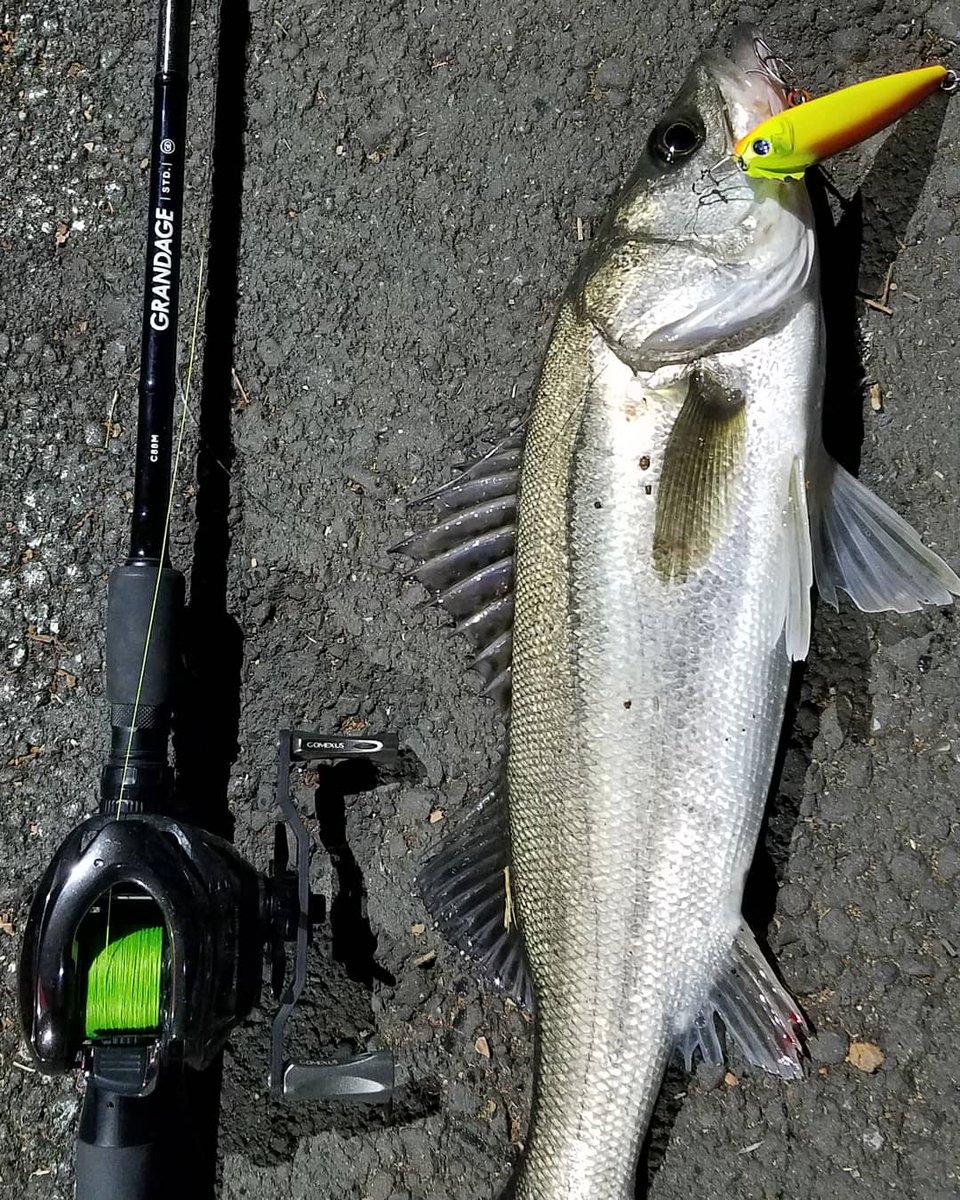 アピアグランデージ STD C88M