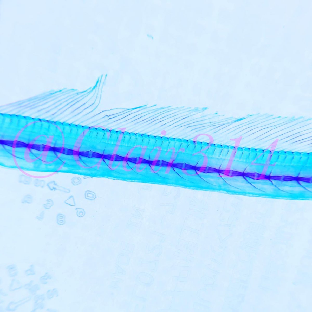 透明標本 リュウグウノツカイ】 希少種でありながら深海魚として抜群の