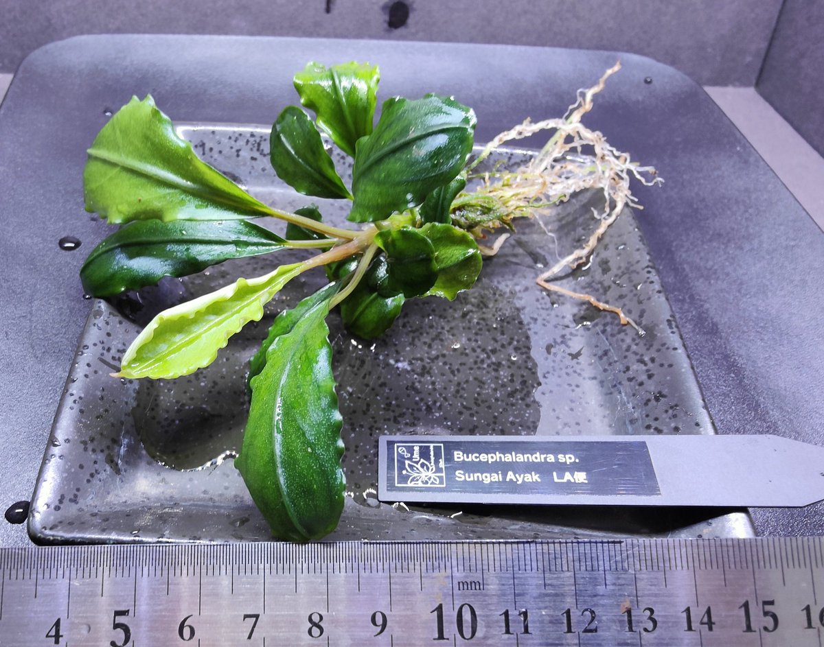 Bucephalandra sp.