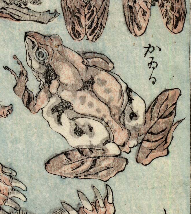 漫画のキャラクターのようなカエルと、本物そっくりのリアルなカエル