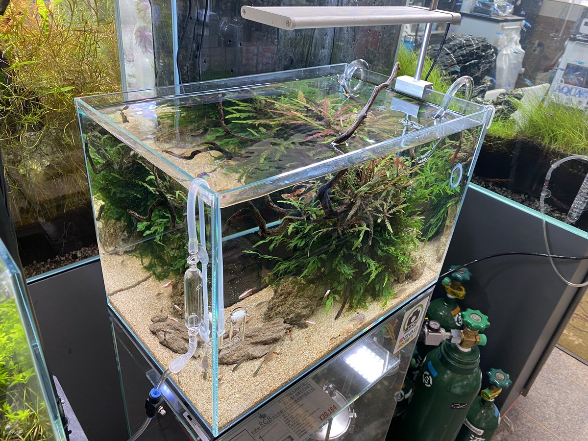 45cm水槽だけど、右寄りの構図でコリドラスの為に左を解放したので