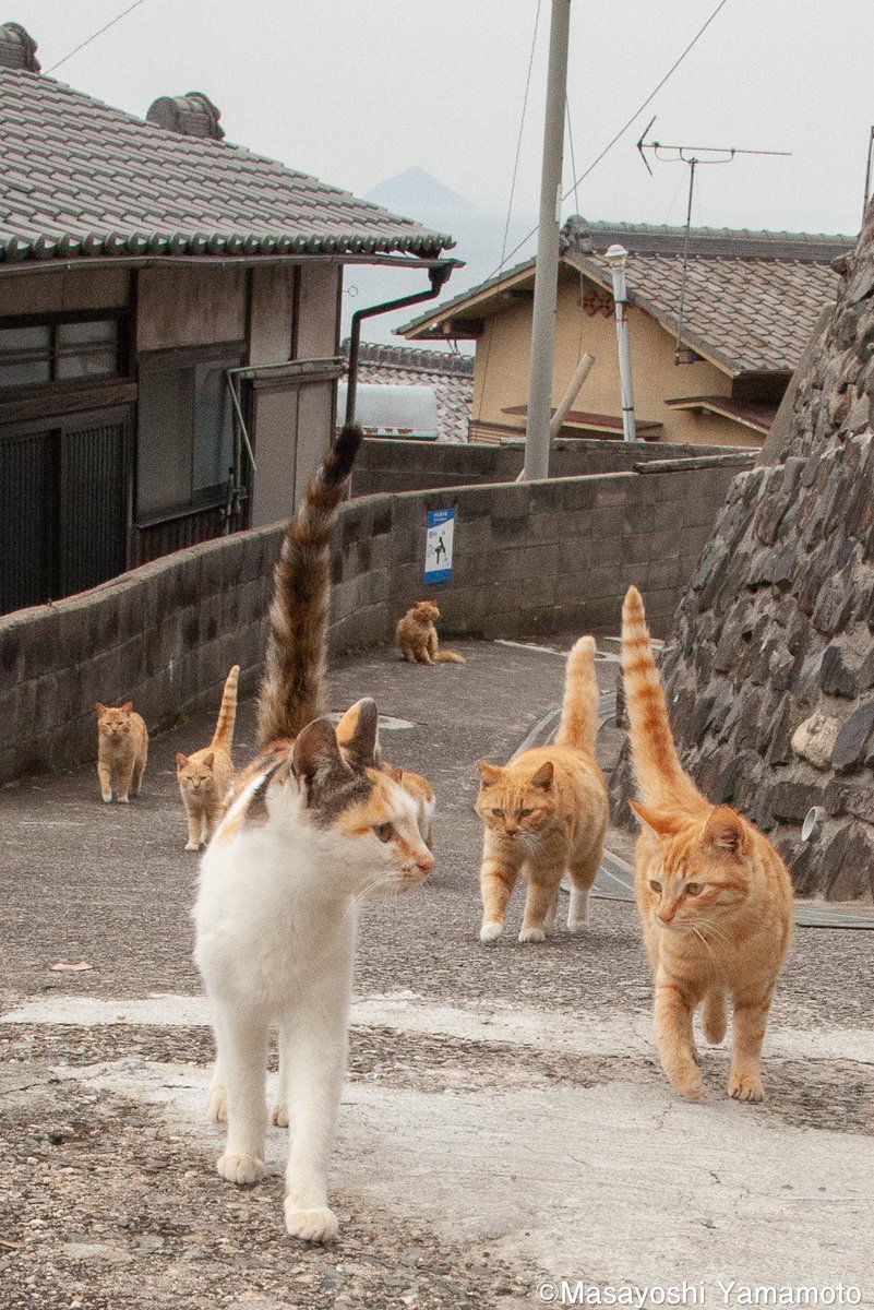 ぞろぞろ #ねこ #猫 #cat