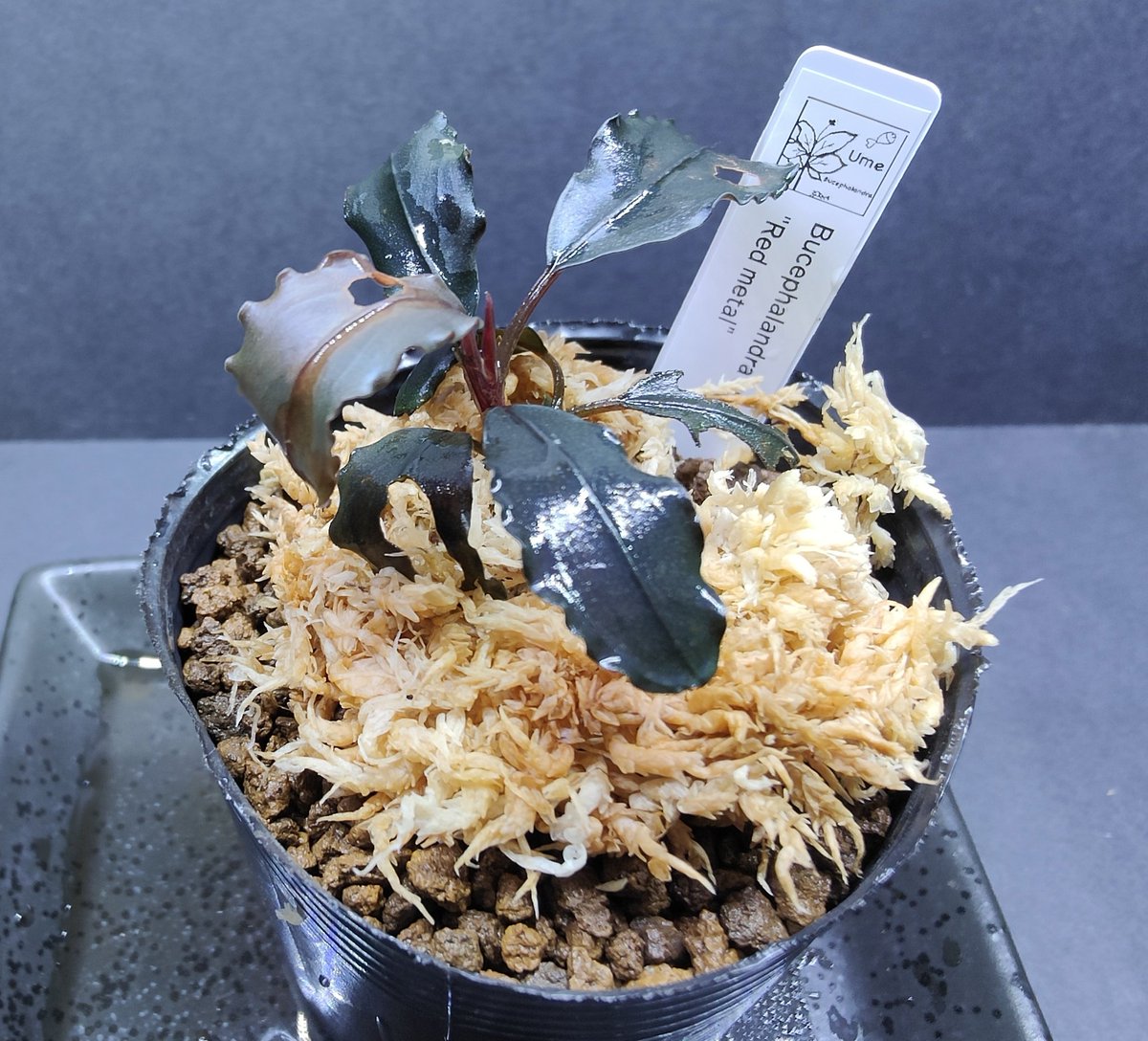 新たなブセ✨ Bucephalandra sp. 