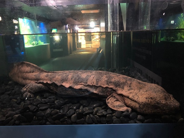 国内では貴重な個体／ この個体は生粋の #チュウゴクオオ