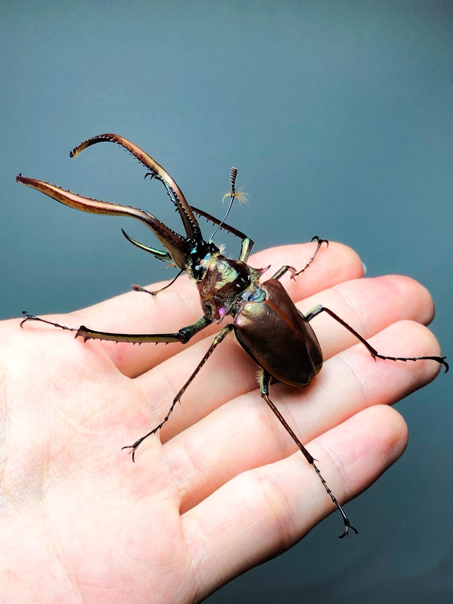 チリクワガタの立体展足標本 触角や裏側の毛もふわふわに立たせてい