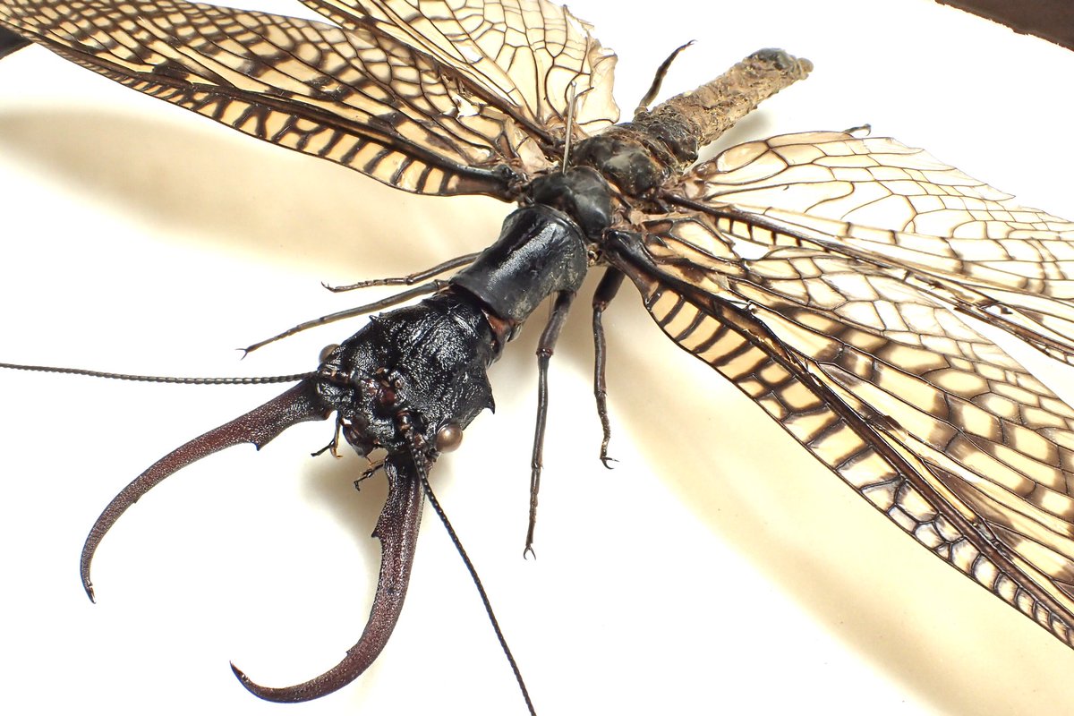 中国産オオキバヘビトンボ 𝐴𝑐𝑎𝑛𝑡ℎ𝑎𝑐𝑜𝑟𝑦𝑑𝑎𝑙𝑖𝑠