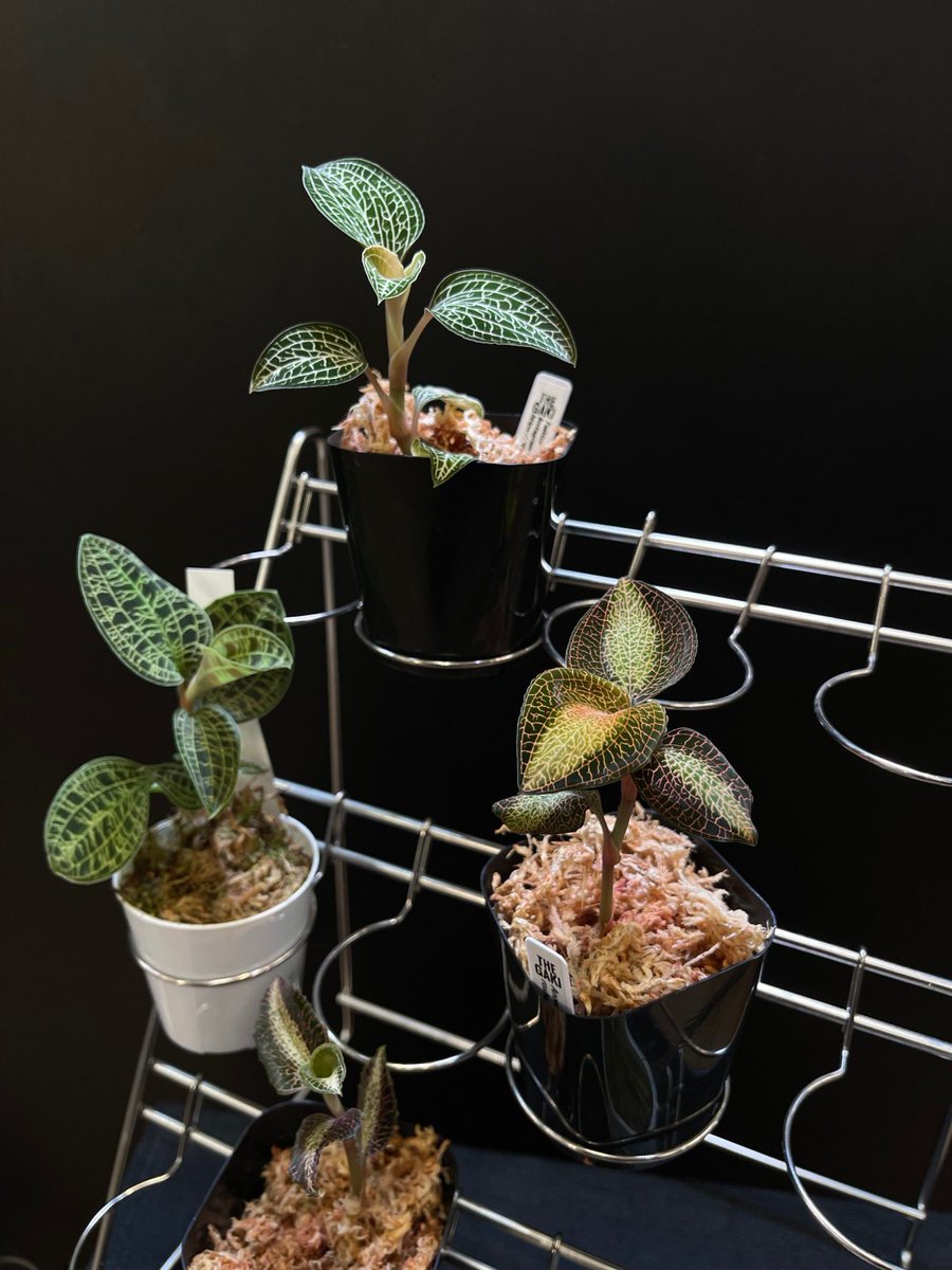 コレクションワイヤースタンド30入荷しました！ 2号鉢の植物をカッコ