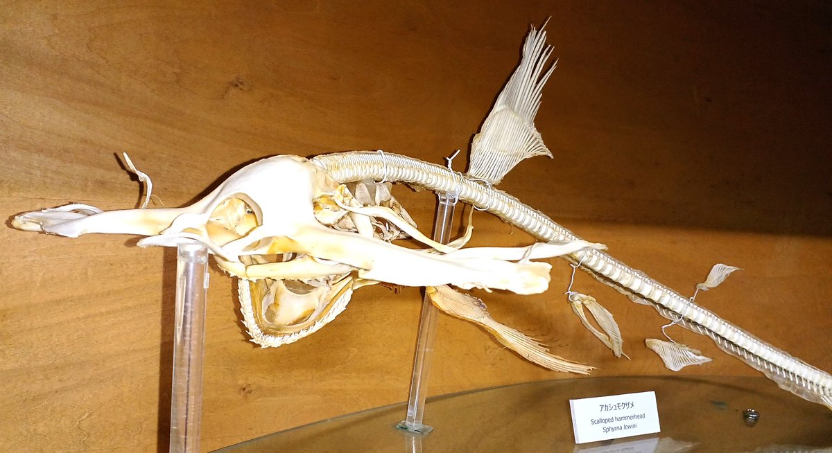 まるっとむろと体験博」の「サメの解剖教室」 残りあと3回ですが、再