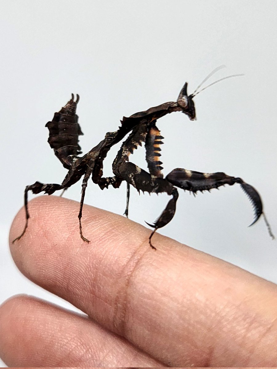 マオウカレハカマキリとかいう 名前も見た目も最高に厨二心をくすぐ