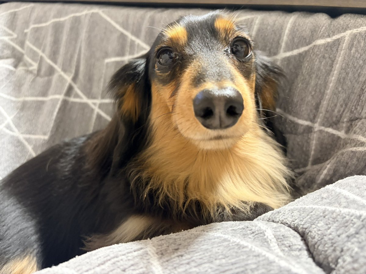 ロイくん🐶Mダックス♂ (@roiroi_reon02) / Posts / X