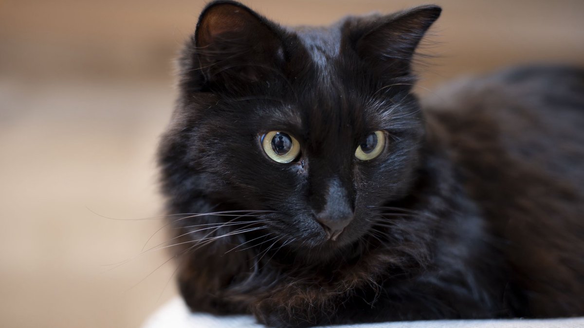 アンティーク 黒ねこKunstlerschutz ワグナー西ドイツ