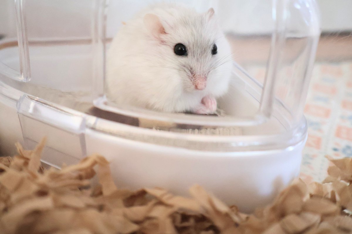 アロハ/aloha ハムスター 未使用品 【公式通販】