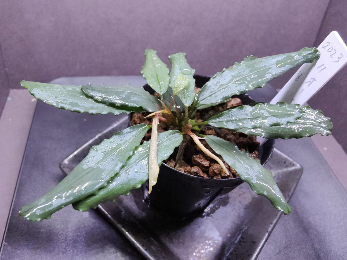 Bucephalandra sp.
