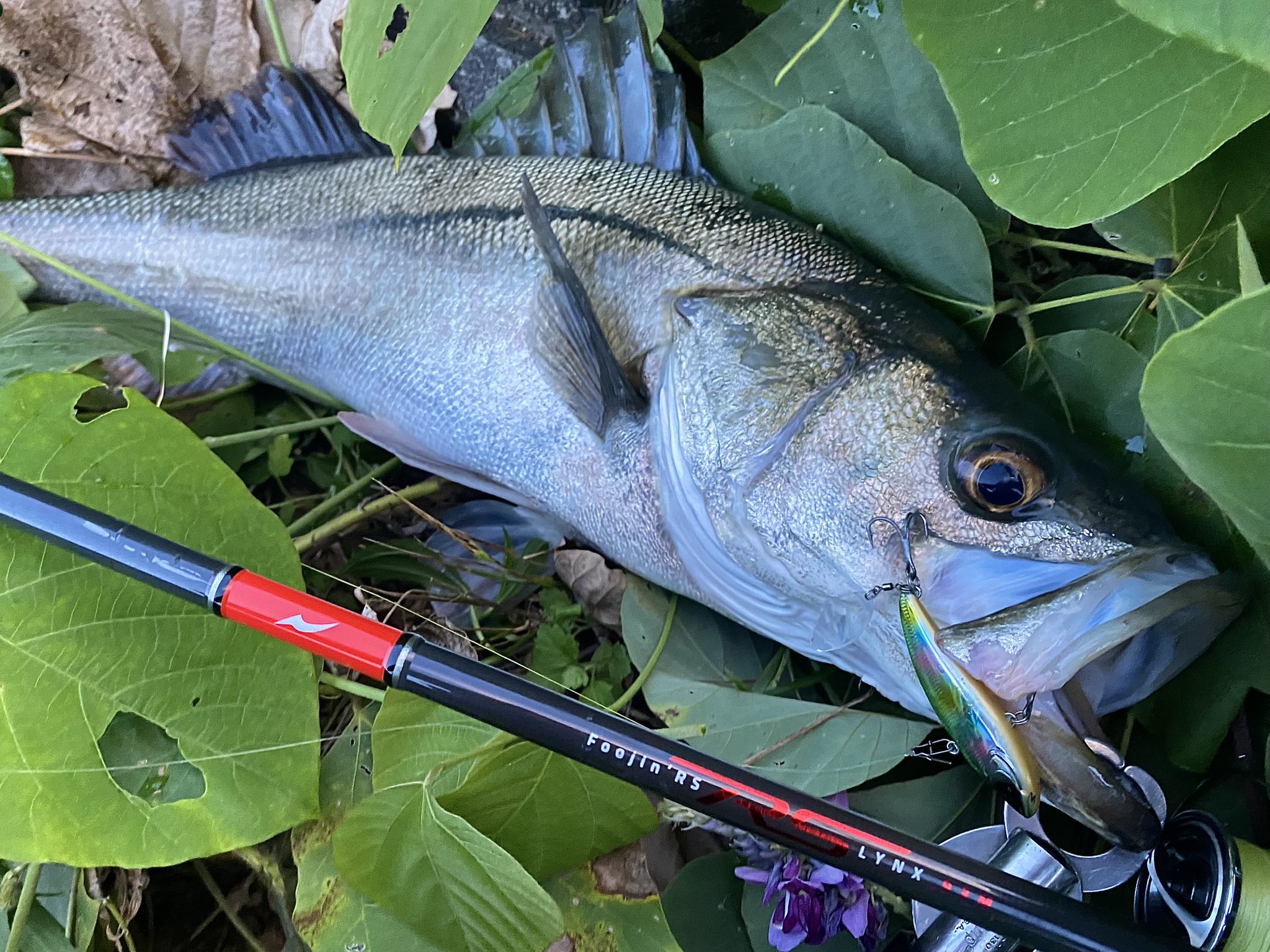 フージンRS DESIRE 95MH 【公式通販】