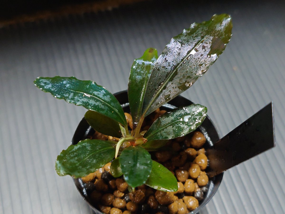 Bucephalandra sp. Deep Purple from kapuas 【AZ0617-31