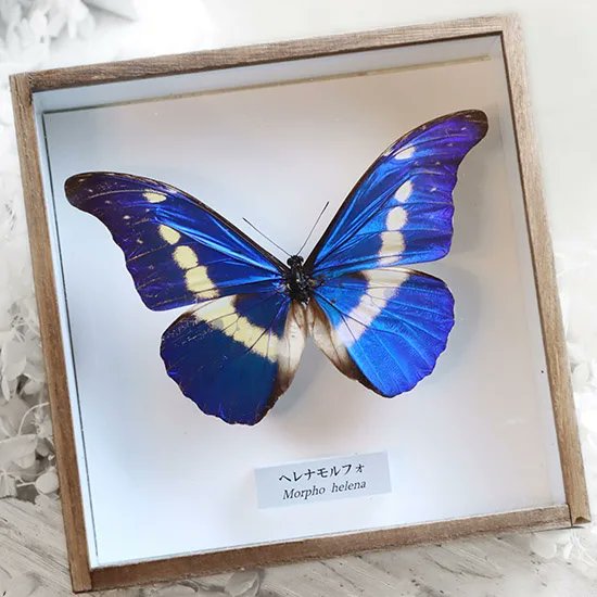 【蝶標本】ヘレナモルフォ　専用