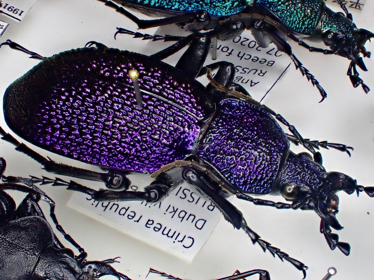 Carabus(Procerus)scabrosus tauricus イボハダオサムシ Crimea