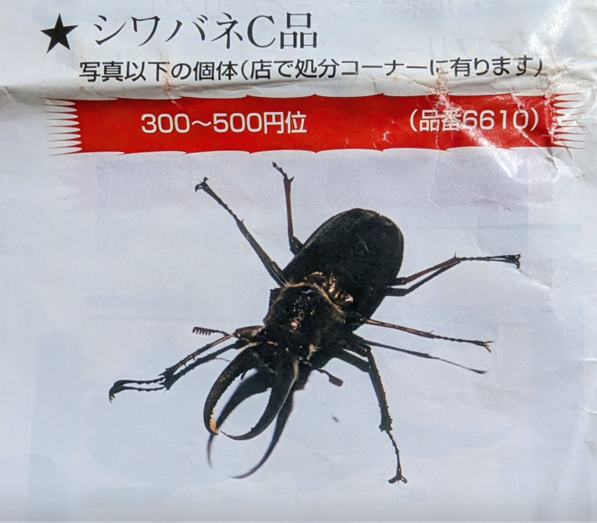 25年前の処分コーナーに フェイスタメルシワバネクワガタ 「C品300
