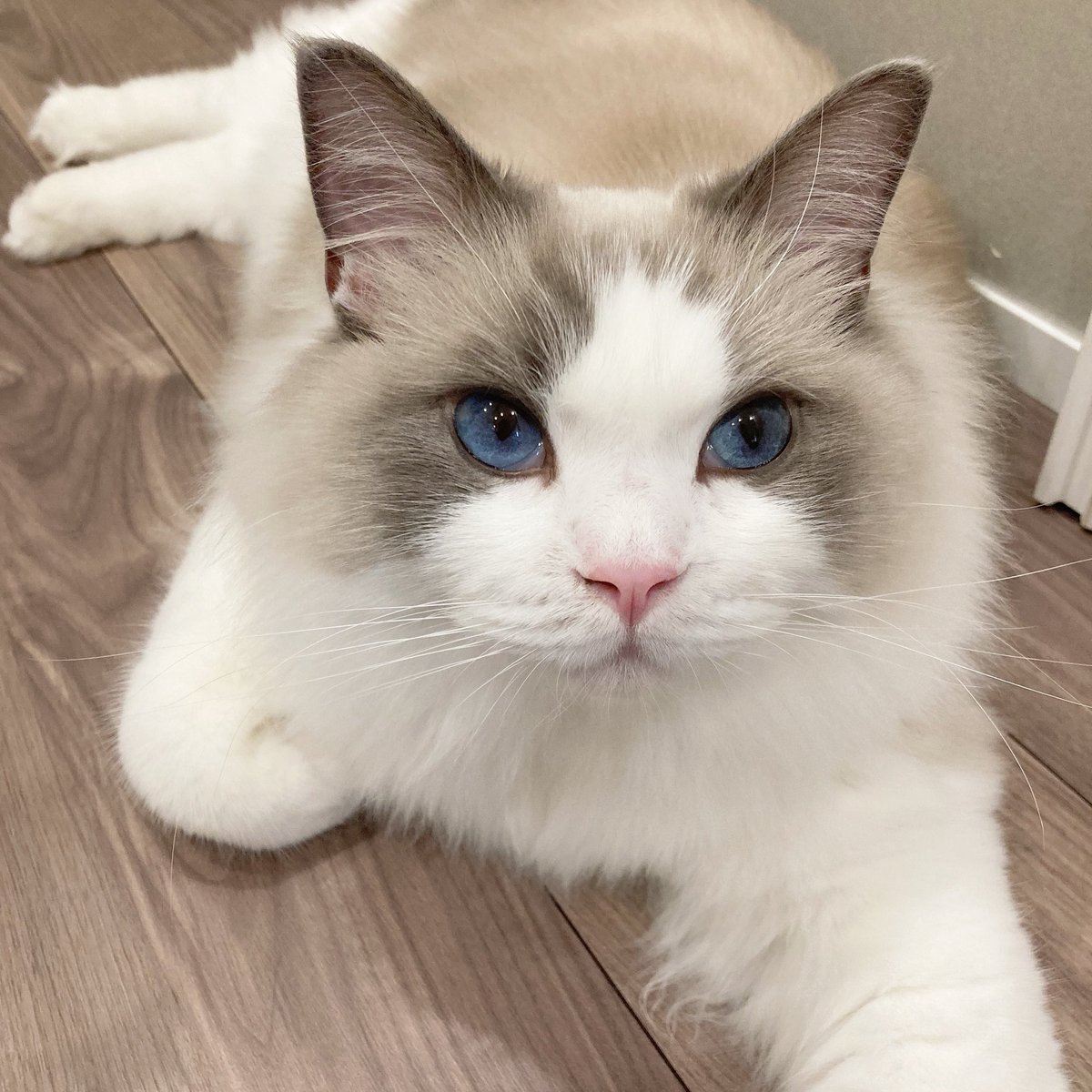 わたあめ (@wataamedetyuyo) / Posts / X