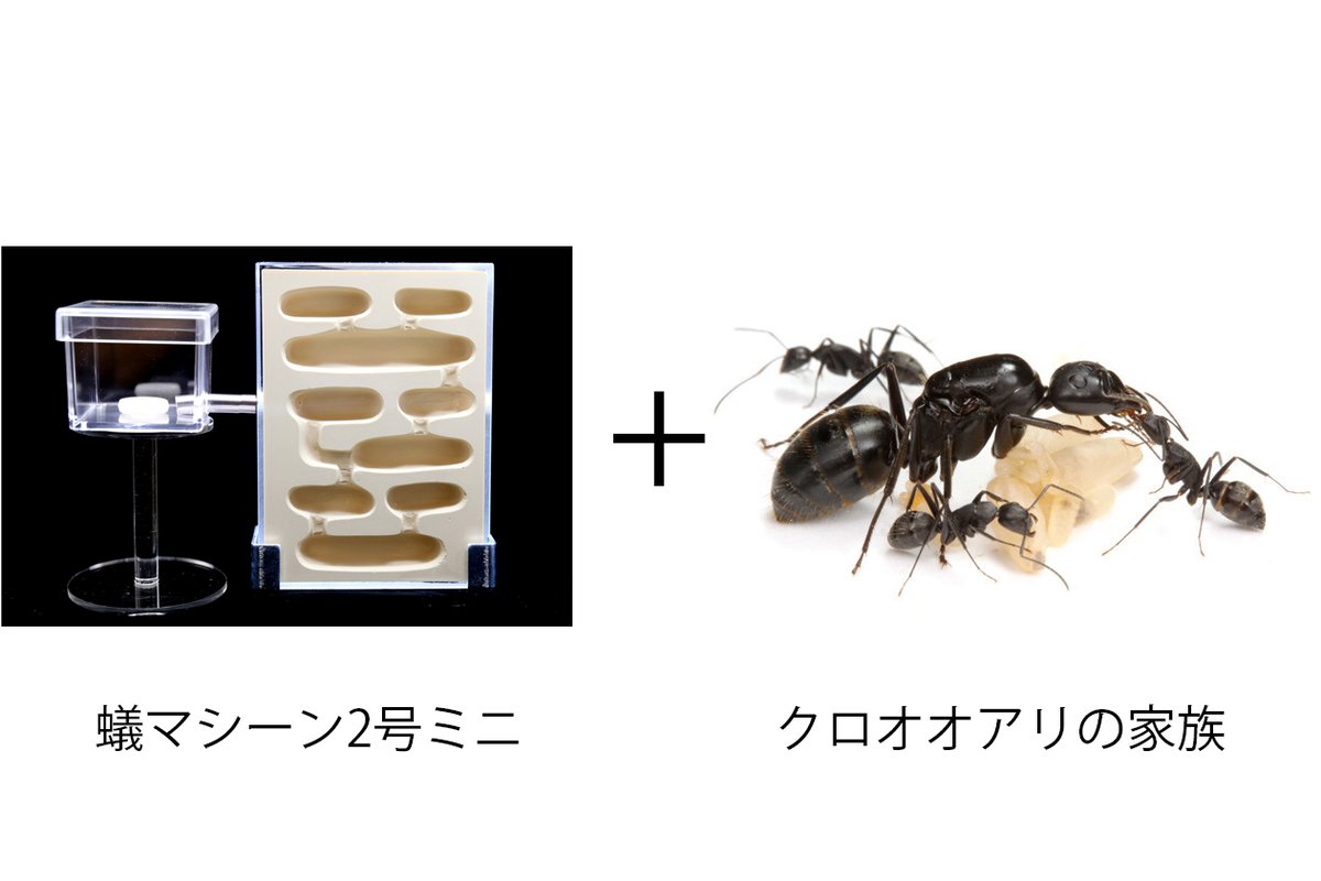 蟻マシーン2号ミニ 2個セット 蟻マシーン2号ミニ | Ant Room Web Shop