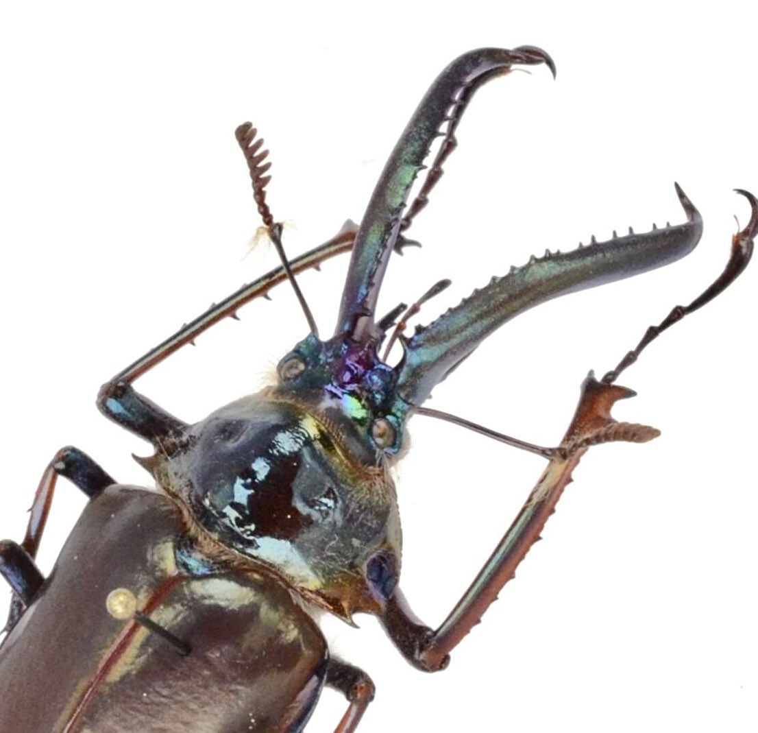 前胸背板が綺麗なブルーになるホロメタリクスチリクワガタは