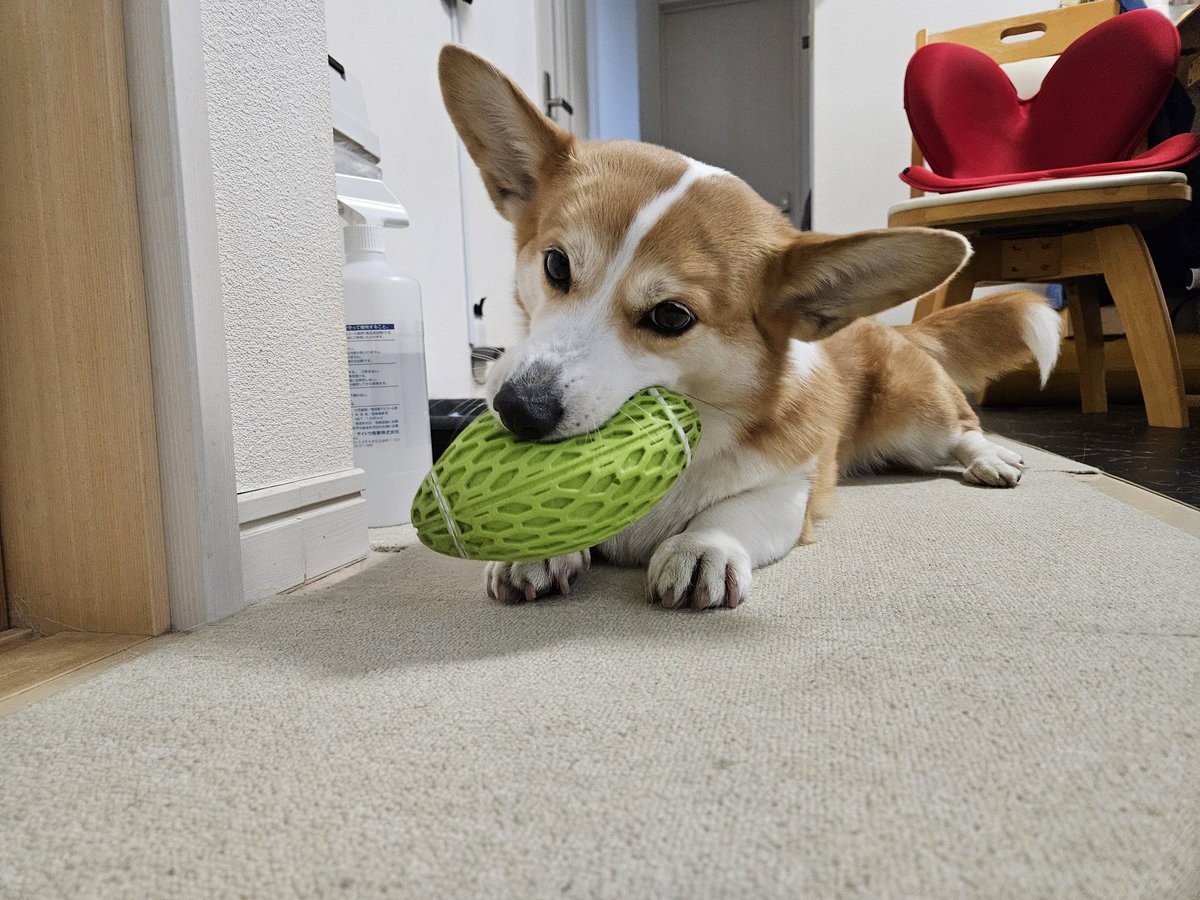 シーフーサン🍭(コーギー) (@usamikun) / Posts / X