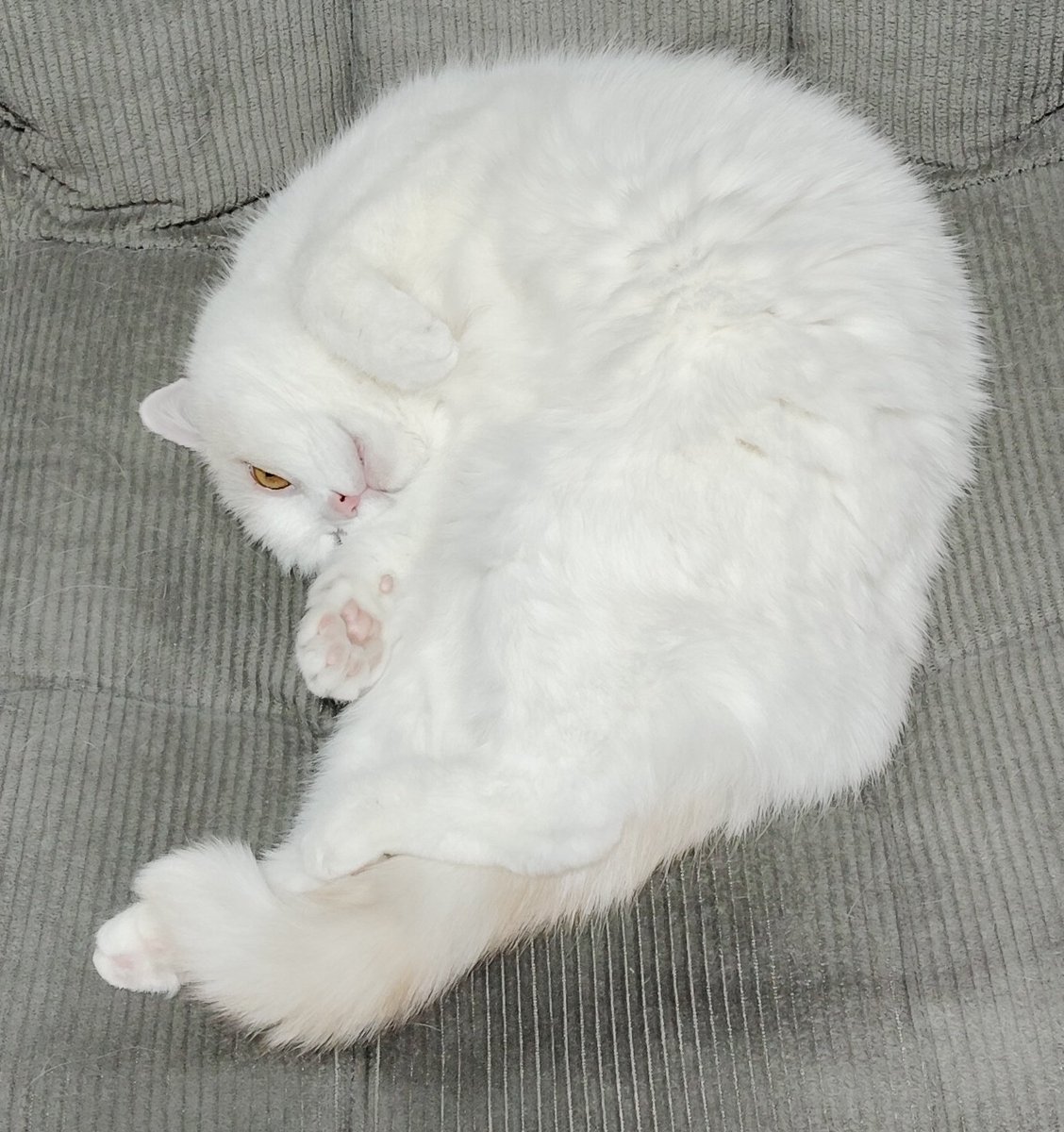 福ちゃん (@fukuchanwhite) on X