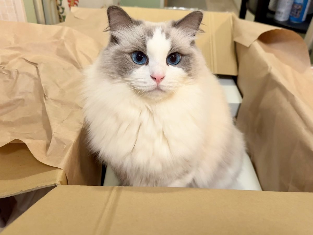 ニャ🐱✨ #1736日目