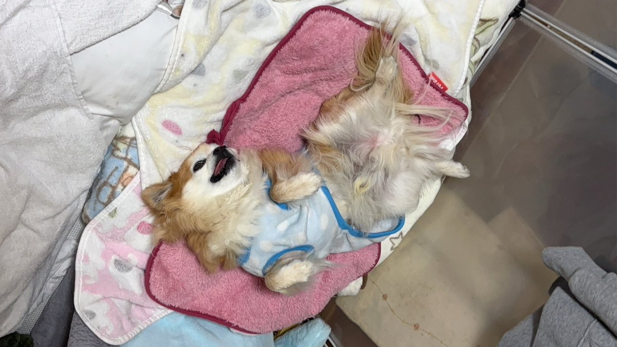 チビちゃんの寝方かわいい✨️