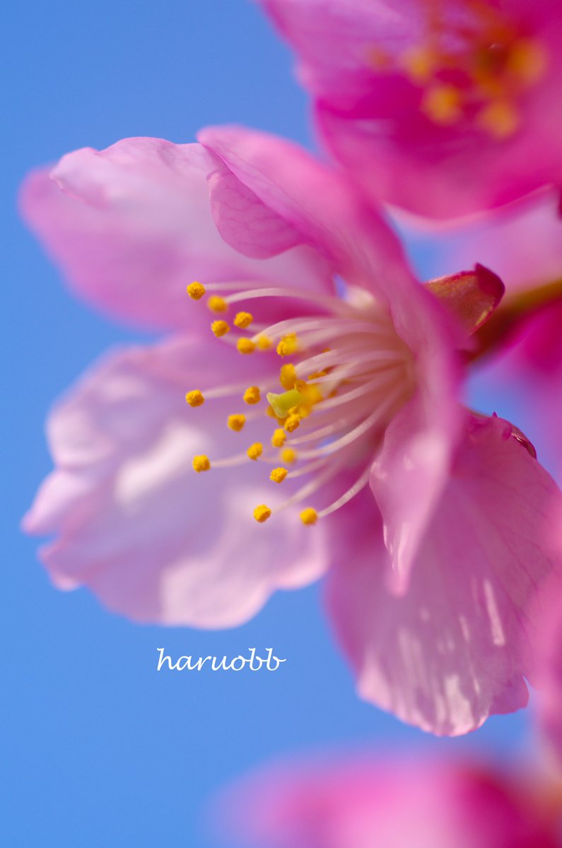 河津桜 カワヅサクラ Kawazu cherry blossoms 河津樱 카와즈 벚꽃 花