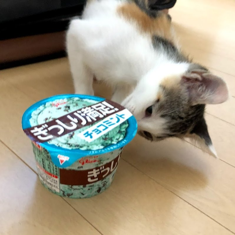 🍫チョコミントの日 #猫