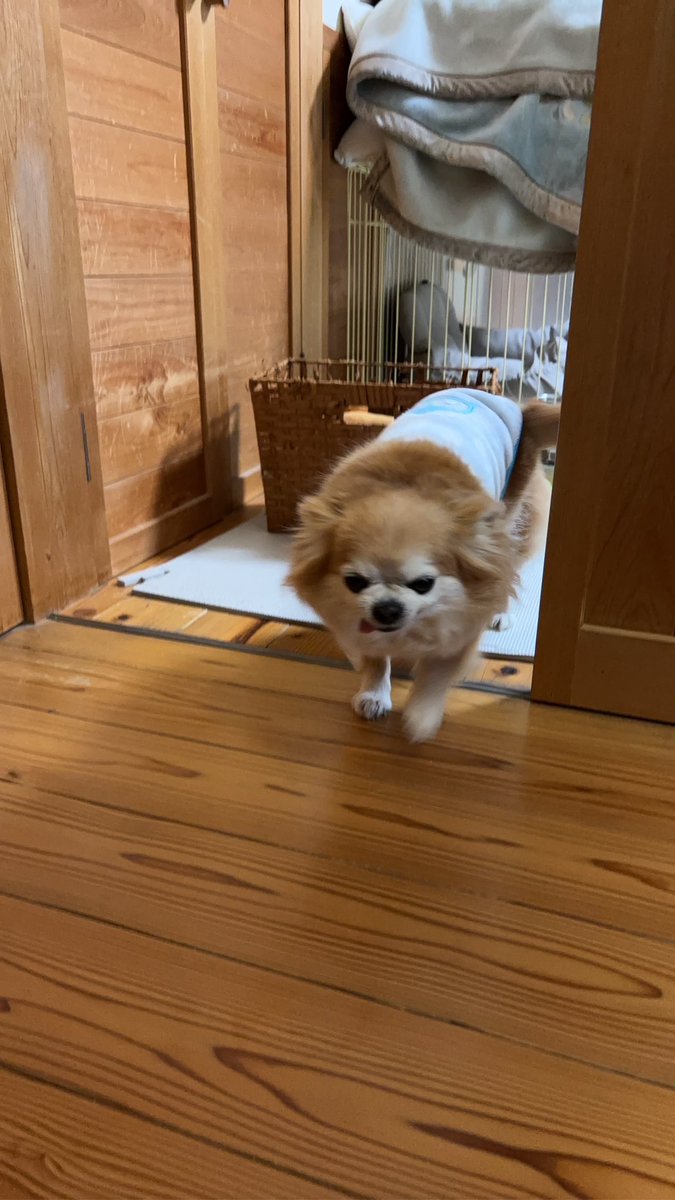 チビちゃんのお出迎え✨️