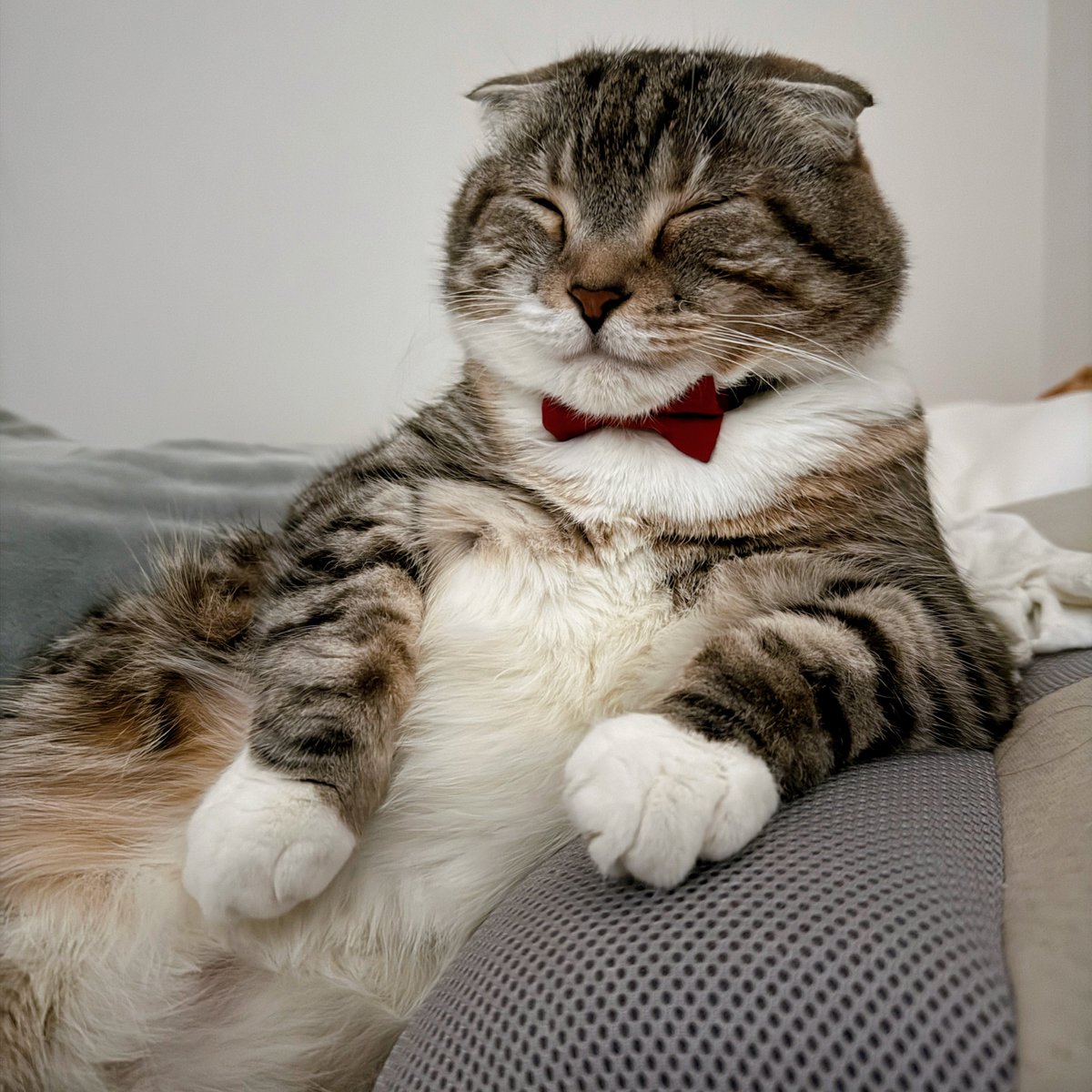 ねこぞー (@nekozo_cat) / Posts / X