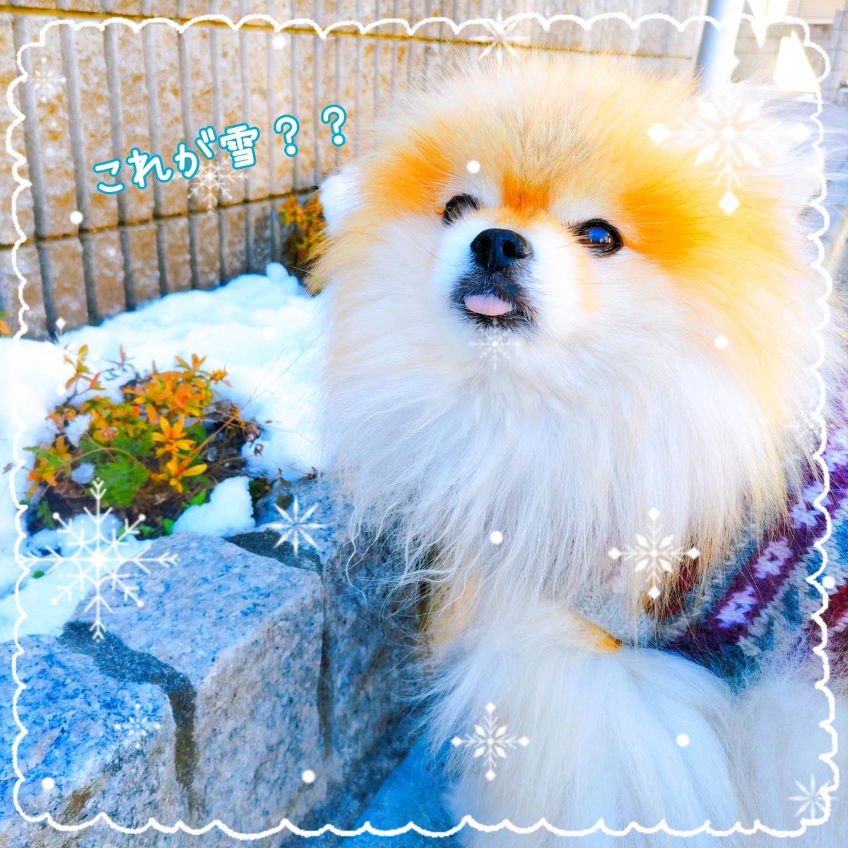 ポメまる@配当投資 (@pomemaru5109) / Posts / X