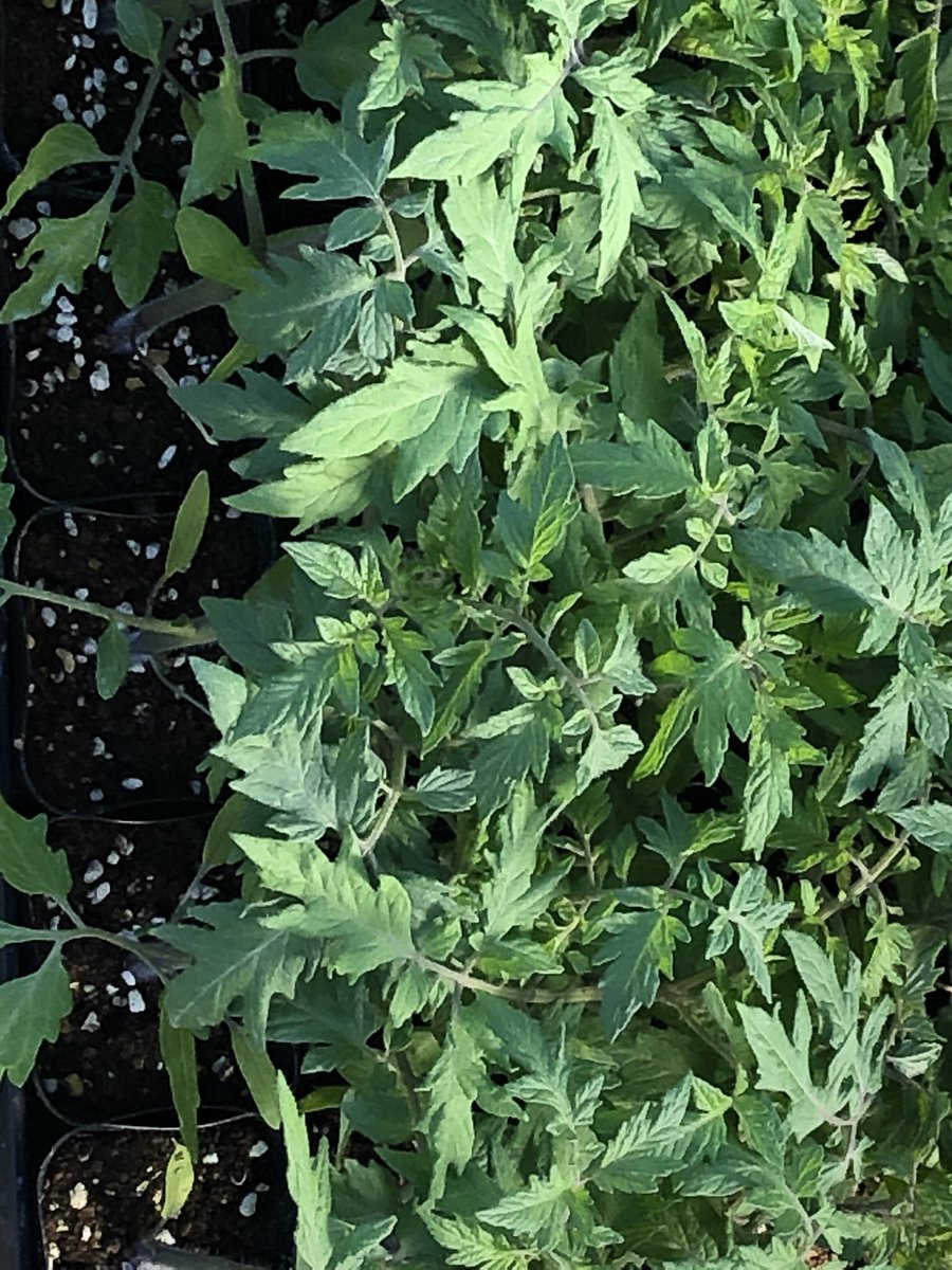 Post by まんまる on X: おすすめです！