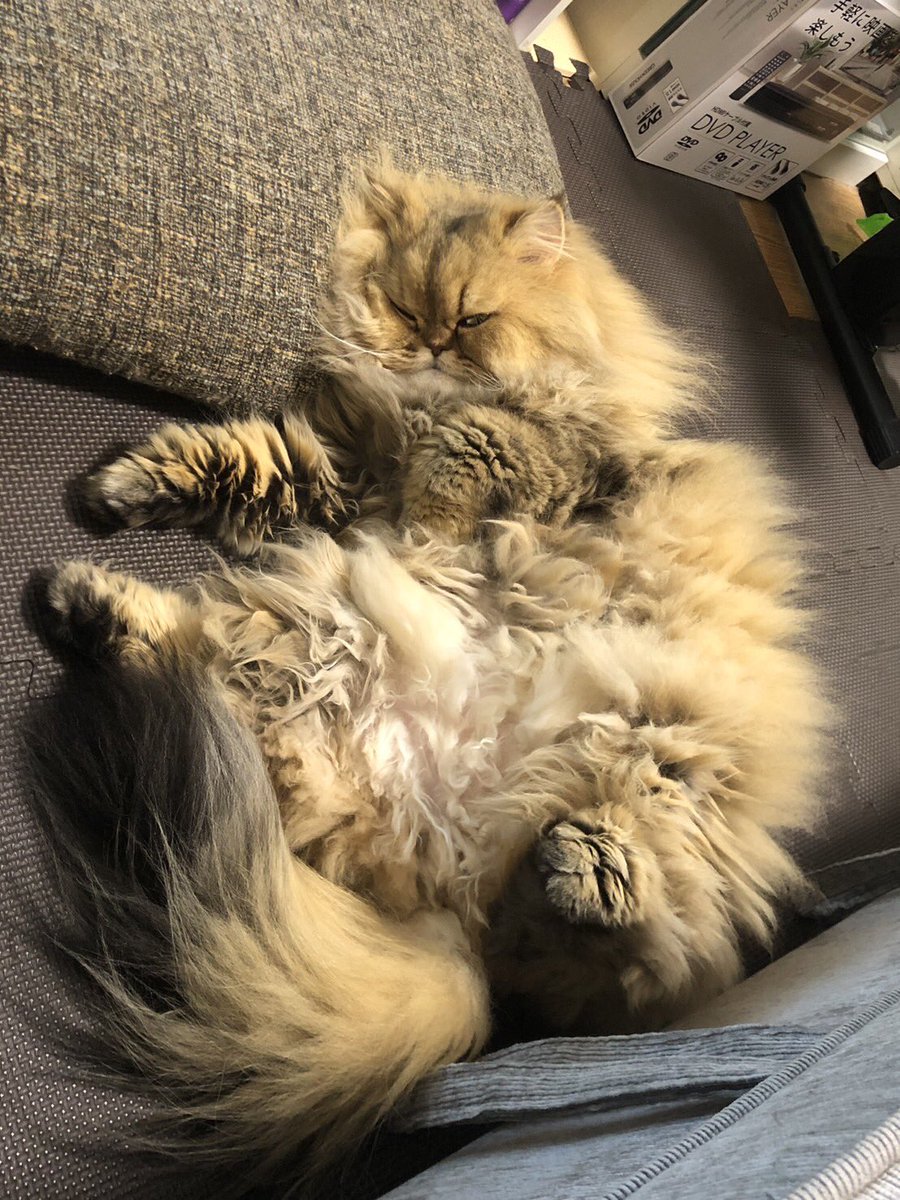 ニャンにゃんNyan🐈✨✨ C.A.T sticker @cogikawanda #猫の日 #CAT