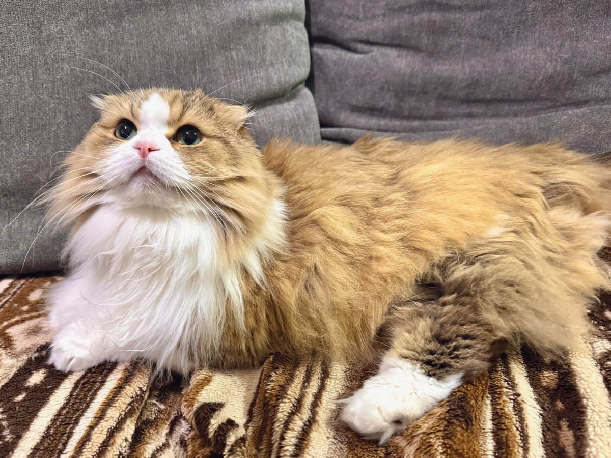 ちゃみ2026 #猫の日