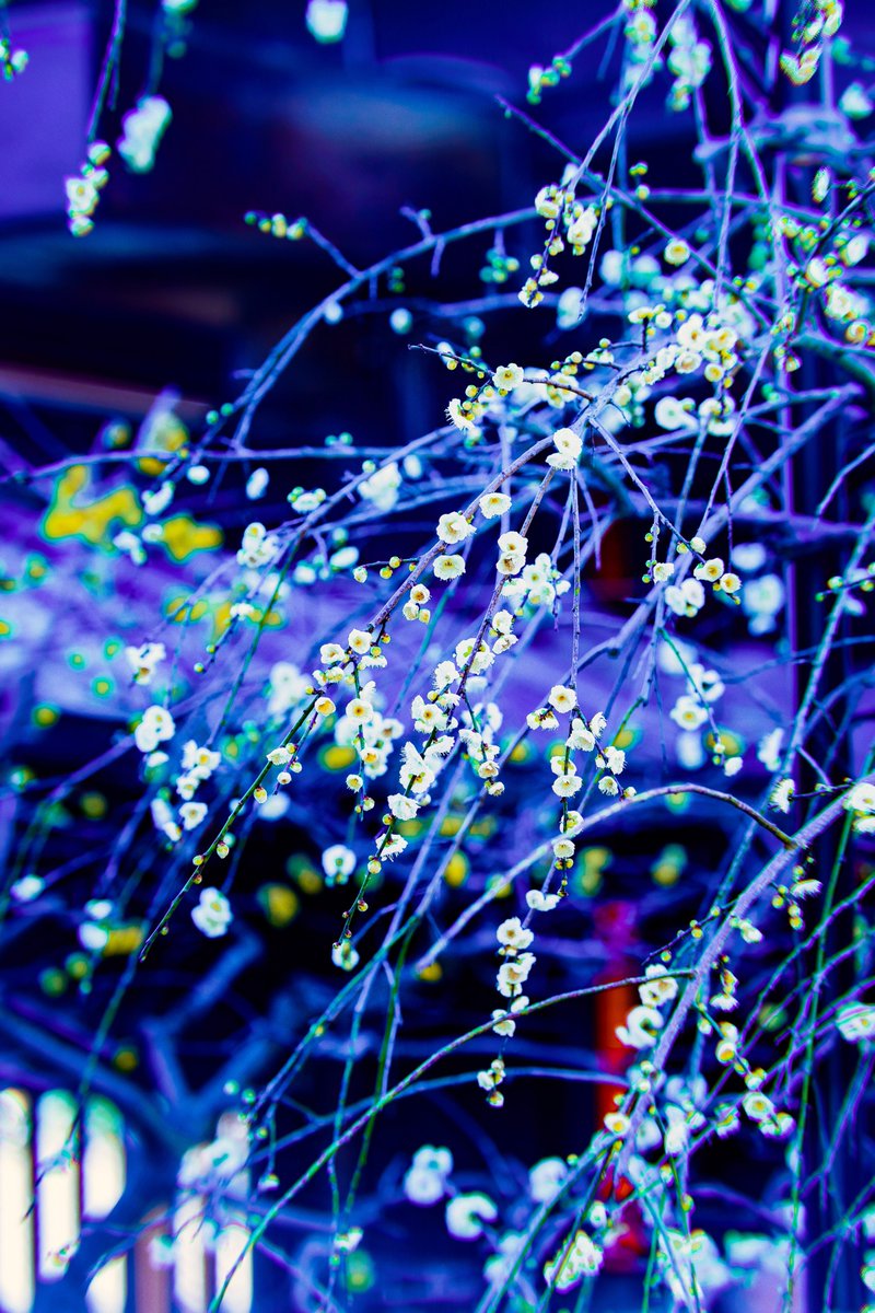 2/4撮影。FE 70-200mm F2.8 鎌倉・長谷寺。だいぶ春めいてきましたね