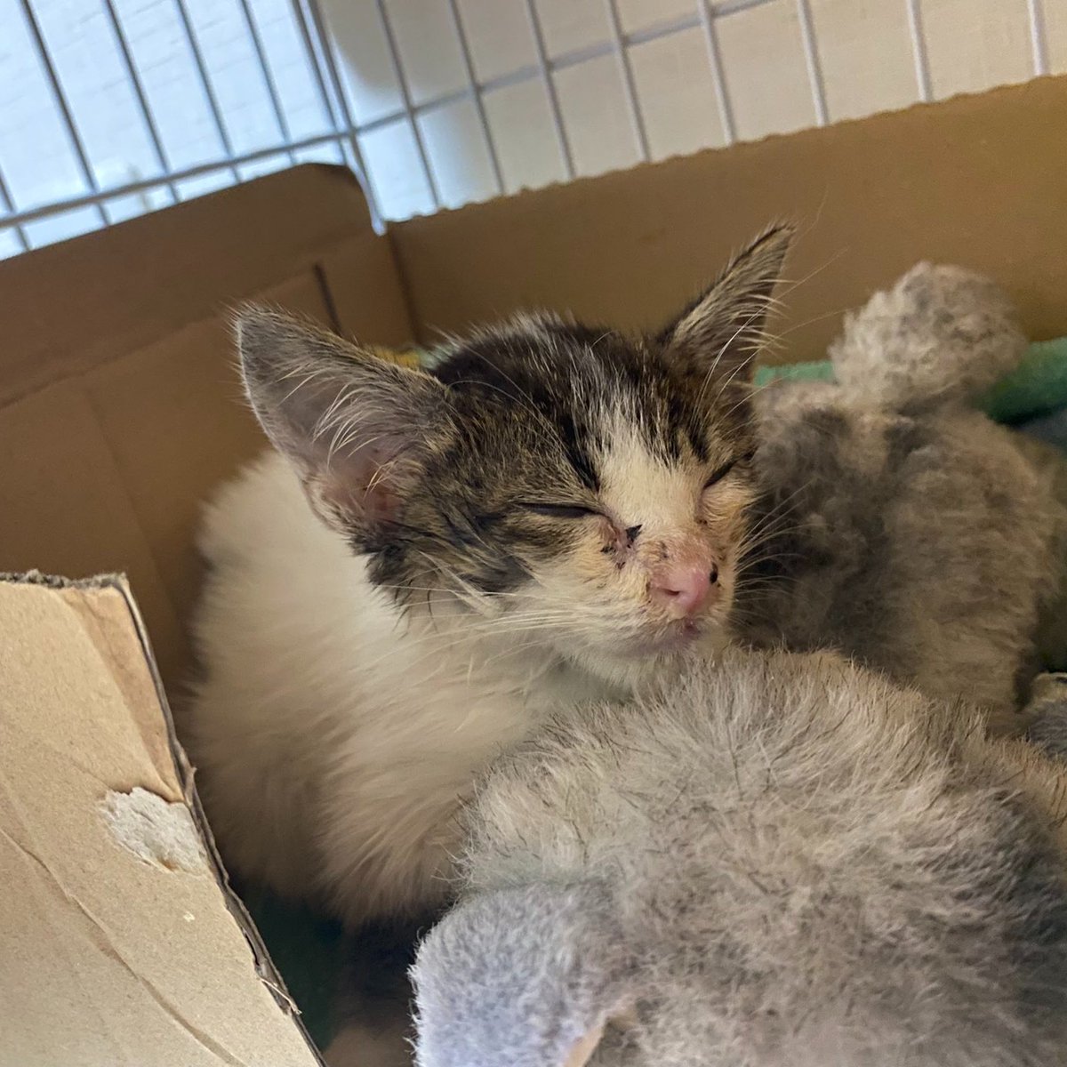 うさねこ (@rabbicat_neko) / Posts / X