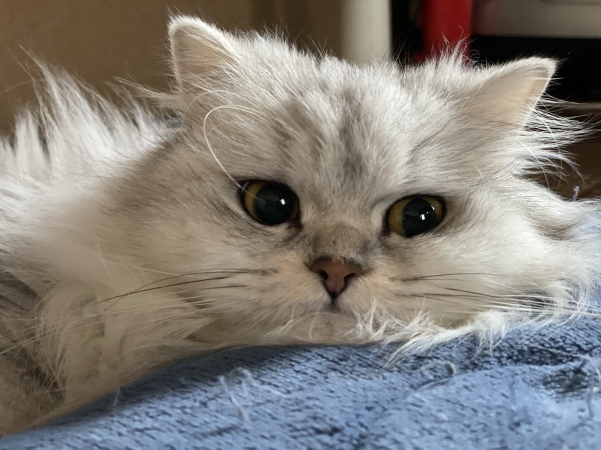 YURIE ⭐︎u^ェ^U(=^x^=) (@xakubixx) / Posts / X