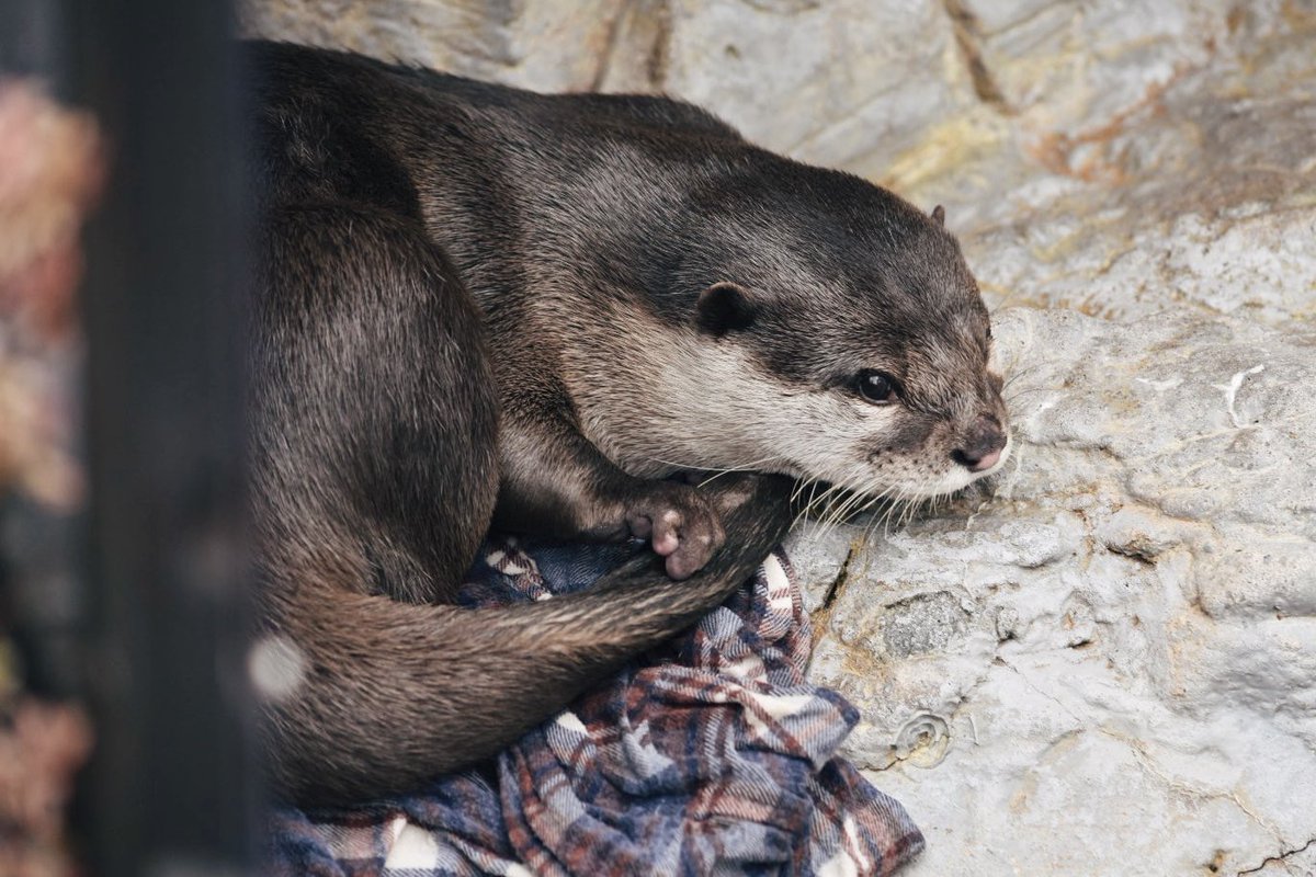 かわうそ(・ᴥ・) (@iF9kOxq2miU6JaD) / Posts / X