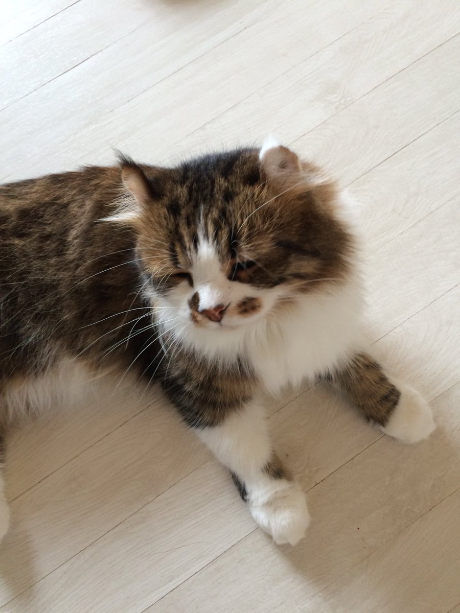 ウチは猫飼ってないので姉貴の家の猫をどうぞ😸