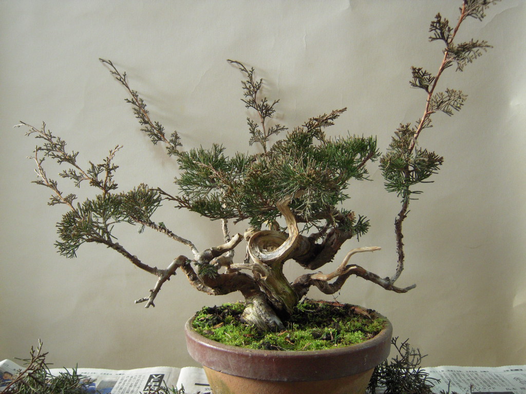 糸魚川真柏 素材作り : 雨宮園 ～盆栽・山野草・陶芸～ 趣味が仕事でも