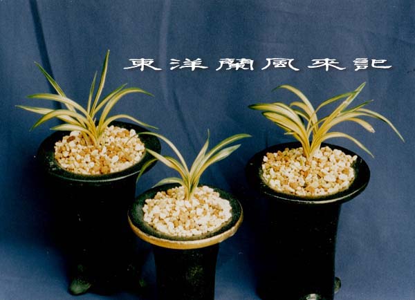 韓国春蘭「四天王」その2 No．417 : 風来記 東洋蘭風来記 春蘭